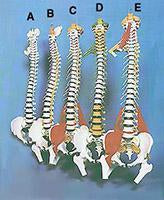spine models anatomical model