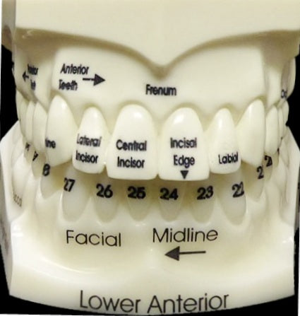 teeth identifying location number morphology name