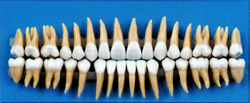 Dental Training Teeth Replacements