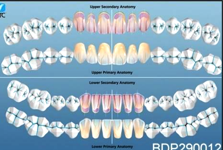 Dental Poster Anterior Reference Guide Teeth Anatomy: – Buyamag INC