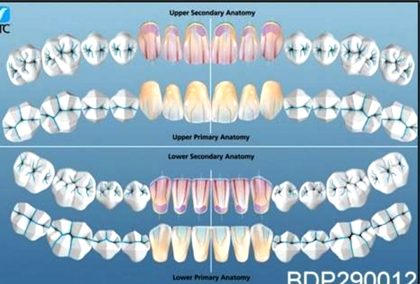 dental posters charts teeth reference guide