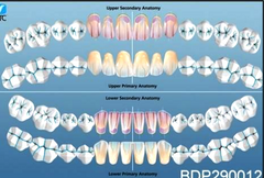 dental posters charts teeth reference guide
