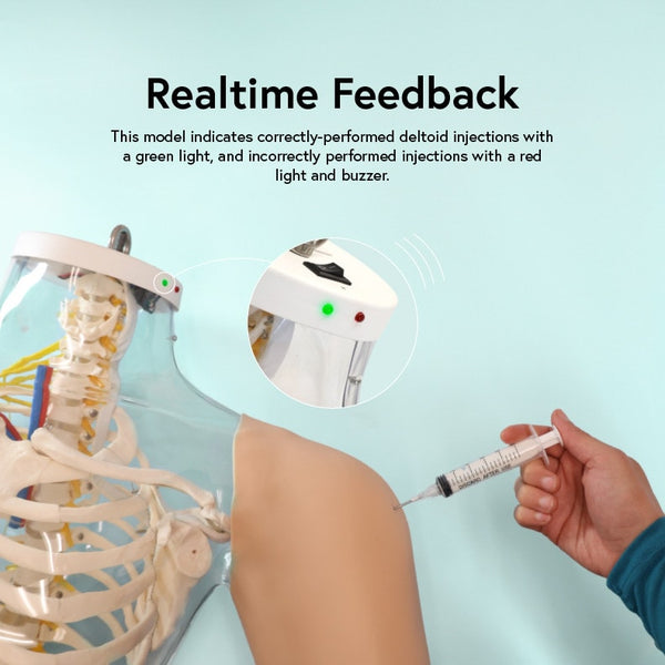 Shoulder Injection Simulation Model Intramuscular Injection Upper Arm Shoulder Simulator: – Buyamag INC