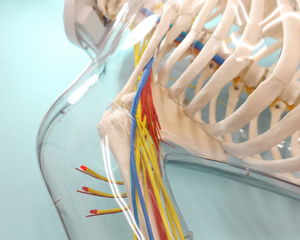 Shoulder Injection Simulation Model Intramuscular Injection Upper Arm Shoulder Simulator: – Buyamag INC