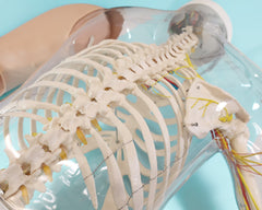 upper arm Intramuscular shoulder Injection model simulator 