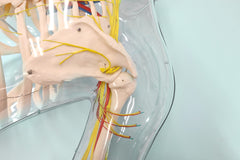 Intramuscular-shoulder-Injection-model simulator 