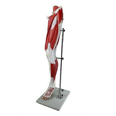 muscular leg anatomy model foot