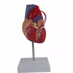 Human Heart Bypass Model Surgery Anatomy Cardiac 