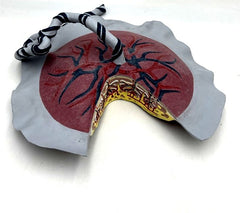 placenta model circulation Amnion Chorion Membranes models
