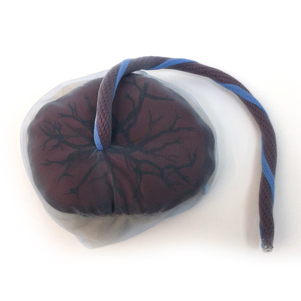 placenta circulation Amnion Chorion Membranes model