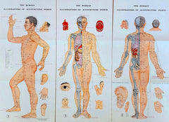 acupuncture posters wall charts