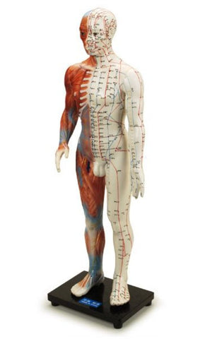 acupuncture points model meridians chart