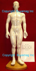 acupuncture points model meridians chart