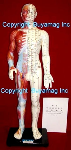 acupuncture model with color muscles
