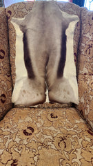 African gazelle