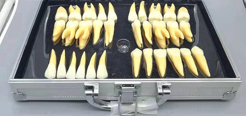 oversized teeth enlarged model 