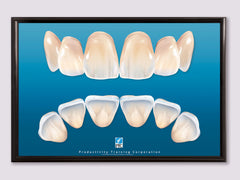 anterior teeth dental poster chart