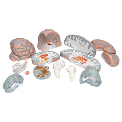 human brain model