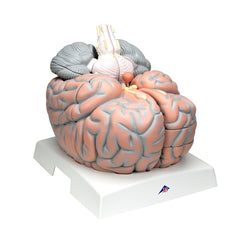 human brain anatomy model