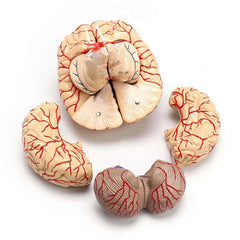 human brain models