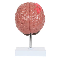 human brain models