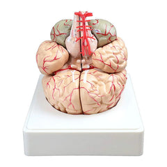 human brain model