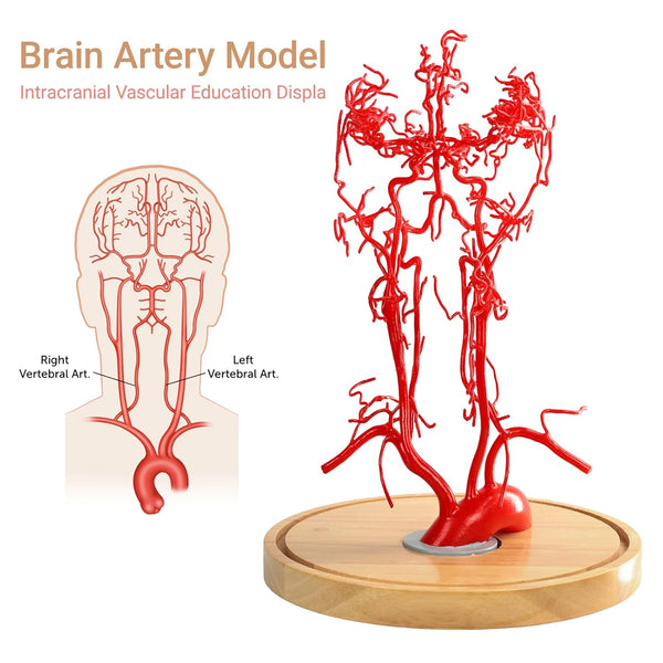 Skull Brain Vessels Arteries Model Head Anatomical Model