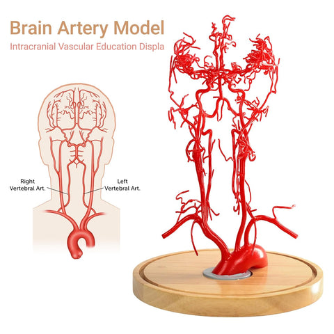 Skull Brain Vessels Arteries Model Head Anatomical Model