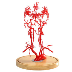 skull vessels brain vascular anatomical model