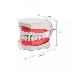 Dental Teeth Brushing Model With Two Removable Teeth Oral Hygiene Teaching Education