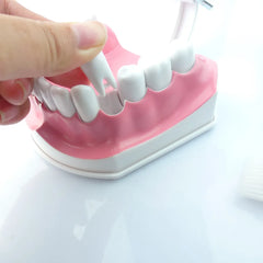 Dental Teeth Brushing Model With Two Removable Teeth Oral Hygiene Teaching Education