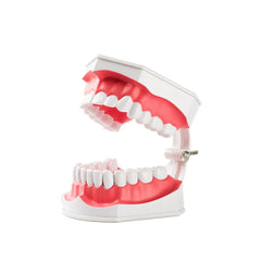 Dental Teeth Brushing Model With Two Removable Teeth Oral Hygiene Teaching Education