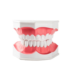 Dental Teeth Brushing Model With Two Removable Teeth Oral Hygiene Teaching Education