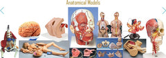 dental manikin simulators models phantom head