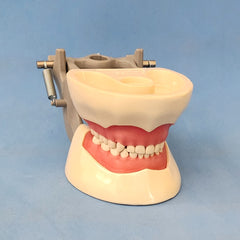 child pedodontic dental model