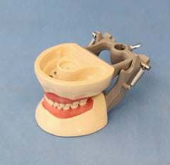 child pediatric dental practice training model