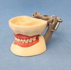 child pediatric dental model