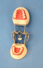 pediatric dental child model