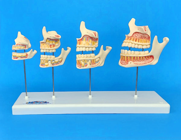 child dentition development model