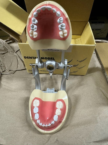 child full primary dentition teeth model