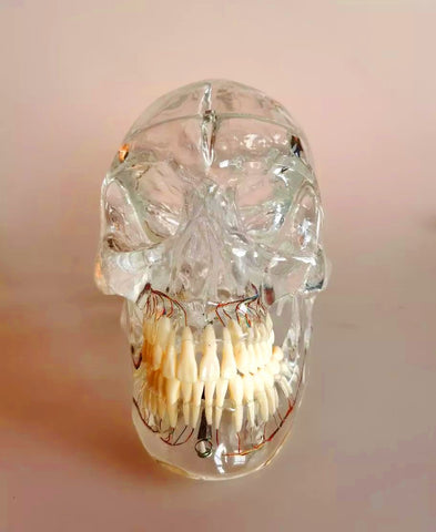 dental medical clear skull sinuses model