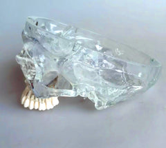dental clear Skull Maxillary Teeth Sinuses model