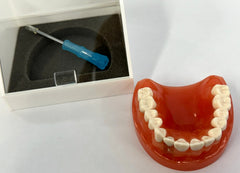 dental cosmetic model bridge crown onlay inlay implant