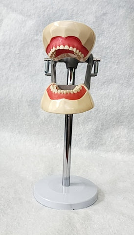 dental pediatric child model typodont training education