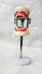 dental pediatric child model typodont training education