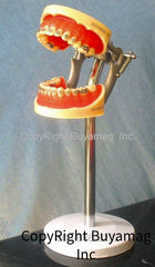 orthodontic model manikin bench mount
