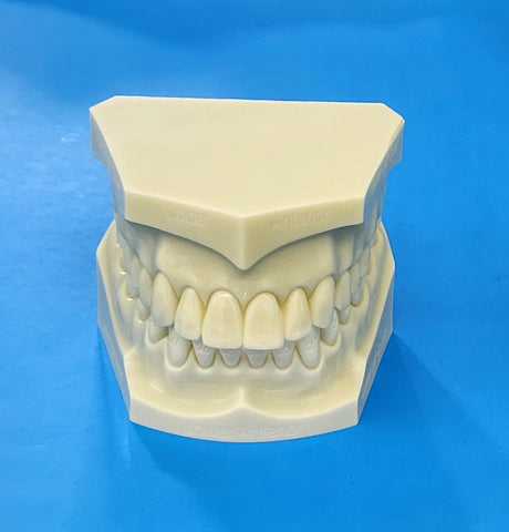 dental teeth morphology numbers names model 