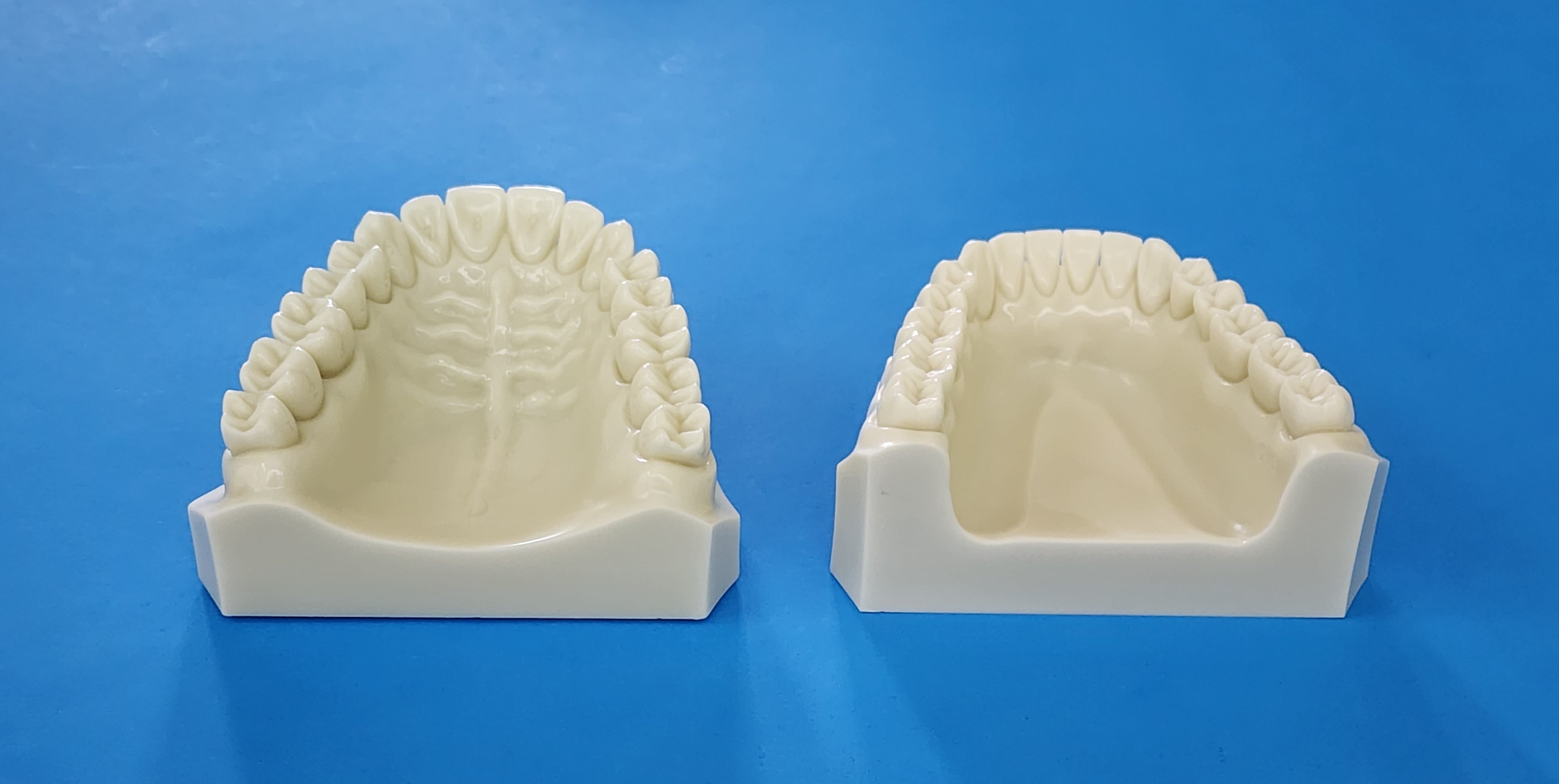 Teeth Morphology Numbering Name Education Model- Buyamag – Buyamag INC