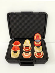 dental typodont models safe carrying plastic box