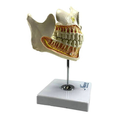 dental education model with nerves roots